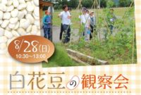 白花豆の観察会を開催します。